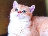 Zümrüt Gözlü Muhteşem Kalite British Shorthair Golden Point