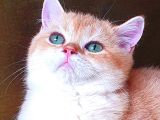 Zümrüt Gözlü Muhteşem Kalite British Shorthair Golden Point