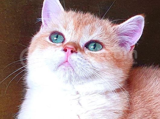 Zümrüt Gözlü Muhteşem Kalite British Shorthair Golden Point