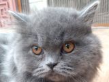 6 Aylık Prenses British Shorthair Dişi