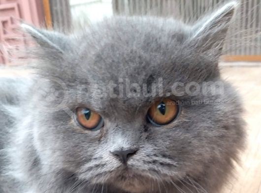 6 Aylık Prenses British Shorthair Dişi görsel