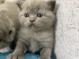 Scottish Fold  British Shorthair Yavrular
