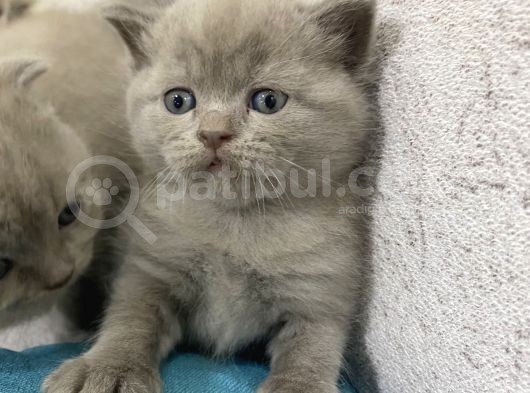 Scottish Fold  British Shorthair Yavrular görsel