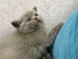 Scottish Fold  British Shorthair Yavrular