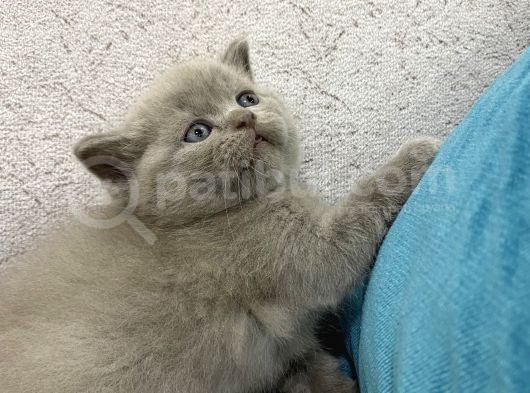 Scottish Fold  British Shorthair Yavrular görsel