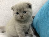 Scottish Fold  British Shorthair Yavrular