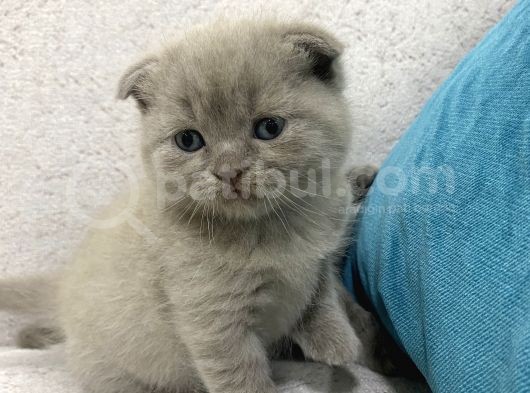 Scottish Fold  British Shorthair Yavrular