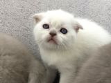 Scottish Fold  British Shorthair Yavrular