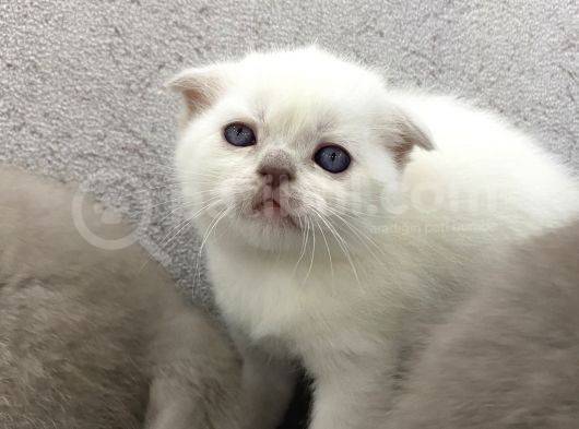 Scottish Fold  British Shorthair Yavrular görsel
