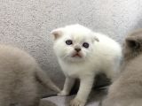 Scottish Fold  British Shorthair Yavrular