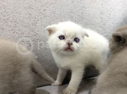 Scottish Fold  British Shorthair Yavrular görsel