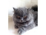 6 Aylık Prenses British Shorthair Dişi