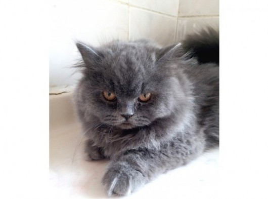 6 Aylık Prenses British Shorthair Dişi görsel