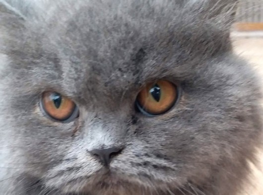 6 Aylık Prenses British Shorthair Dişi görsel