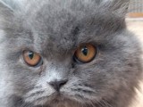 6 Aylık Prenses British Shorthair Dişi