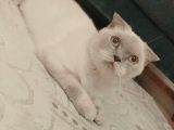 Scottish Fold Blue Point