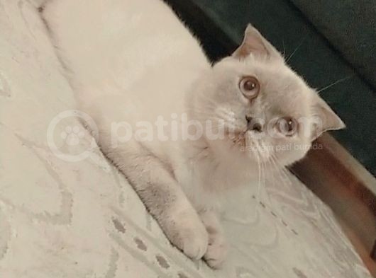 Scottish Fold Blue Point görsel