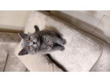 Scottish Fold Blue Point