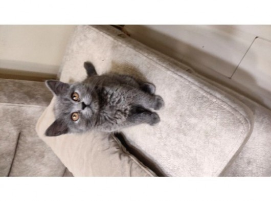 Scottish Fold Blue Point görsel