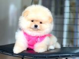 Pomeranian Boo Teddy Face Erkek Yavrumuz
