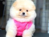 Pomeranian Boo Teddy Face Erkek Yavrumuz