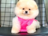 Pomeranian Boo Teddy Face Erkek Yavrumuz