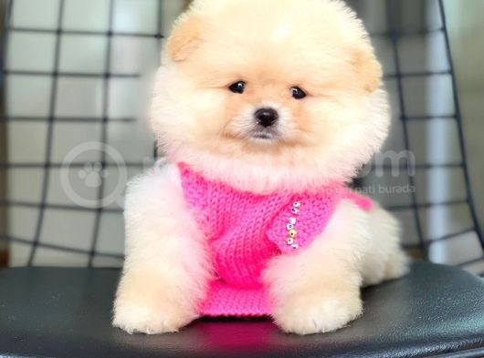 Pomeranian Boo Teddy Face Erkek Yavrumuz görsel