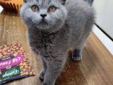 Scottish Fold Blue Point