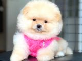 Pomeranian Boo Teddy Face Erkek Yavrumuz