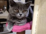 Scottish Fold Blue Point