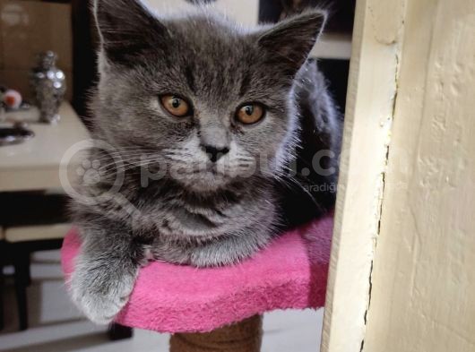 Scottish Fold Blue Point görsel