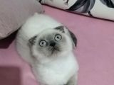 Scottish Fold Blue Point