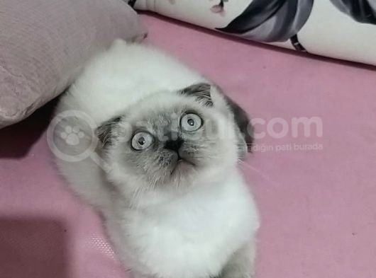 Scottish Fold Blue Point görsel