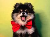 Black And Tan Erkek Pomerani̇an Boo