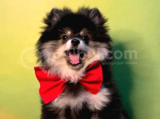 Black And Tan Erkek Pomerani̇an Boo görsel