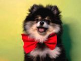 Black And Tan Erkek Pomerani̇an Boo
