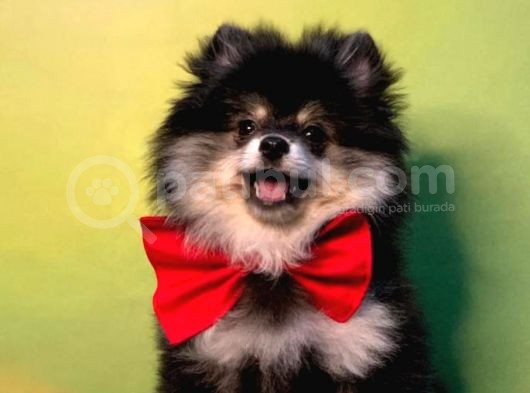 Black And Tan Erkek Pomerani̇an Boo görsel