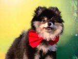 Black and Tan Erkek Pomerani̇an Boo