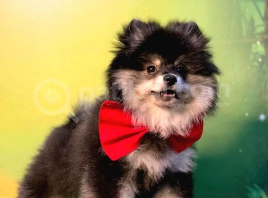 Black And Tan Erkek Pomerani̇an Boo