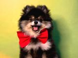Black And Tan Erkek Pomerani̇an Boo