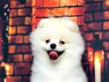 Karbeyaz Erkek Pomerani̇an Boo Bebekler