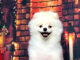 Karbeyaz Erkek Pomerani̇an Boo Bebekler