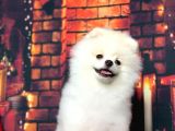 Karbeyaz Erkek Pomerani̇an Boo Bebekler