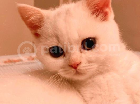 British Shorthair 3 Aylık Dişi