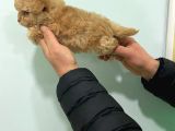 Safkan Orjinal Teacup Maltipo Yavrular