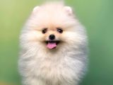 Pomerani̇an Boo Teacup Di̇şi̇ Ayicik Kizimiz