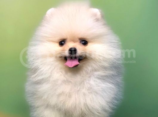 Pomerani̇an Boo Teacup Di̇şi̇ Ayicik Kizimiz görsel