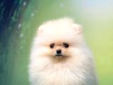Pomerani̇an Boo Teacup Di̇şi̇ Ayicik Kizimiz