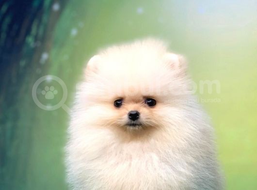 Pomerani̇an Boo Teacup Di̇şi̇ Ayicik Kizimiz görsel