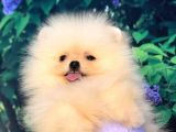 Pomerani̇an Boo Teacup Di̇şi̇ Ayicik Kizimiz